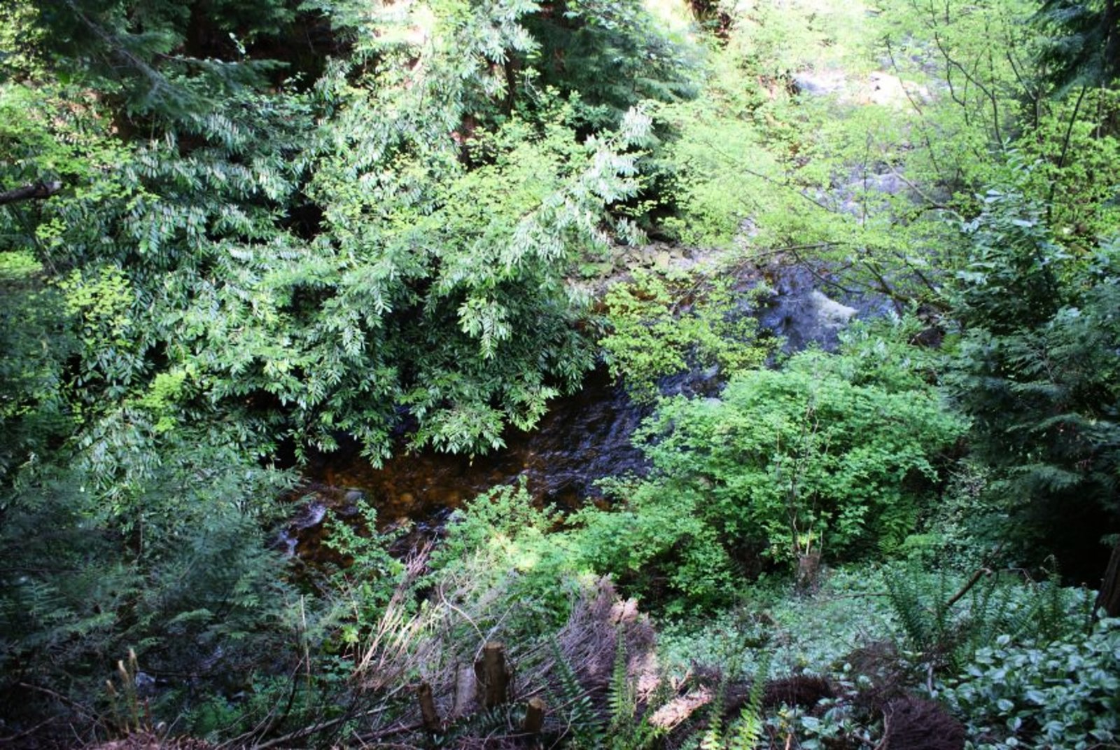 Creek View